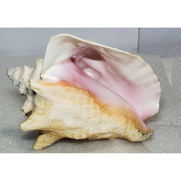 Large Natural Conch Shell 8.5” Pink Horned Seashell Beach Decor Pre-Owned - Picture 8 of 14
